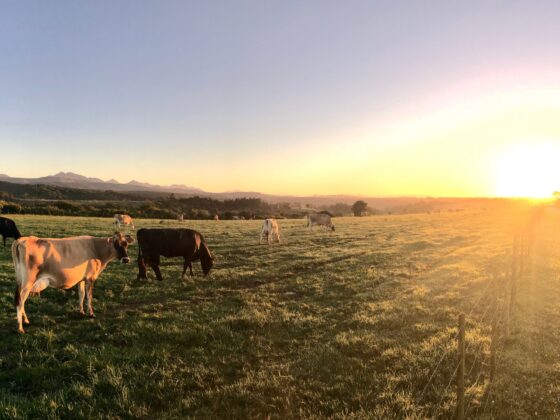 Innovation and Development: EU4AGRI Shaping the Future of Agriculture in Bosnia and Herzegovina